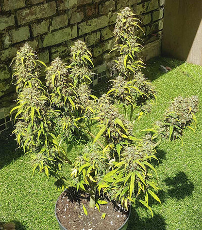 Roślina odmiany Skywalker Haze – zdjęcie 13