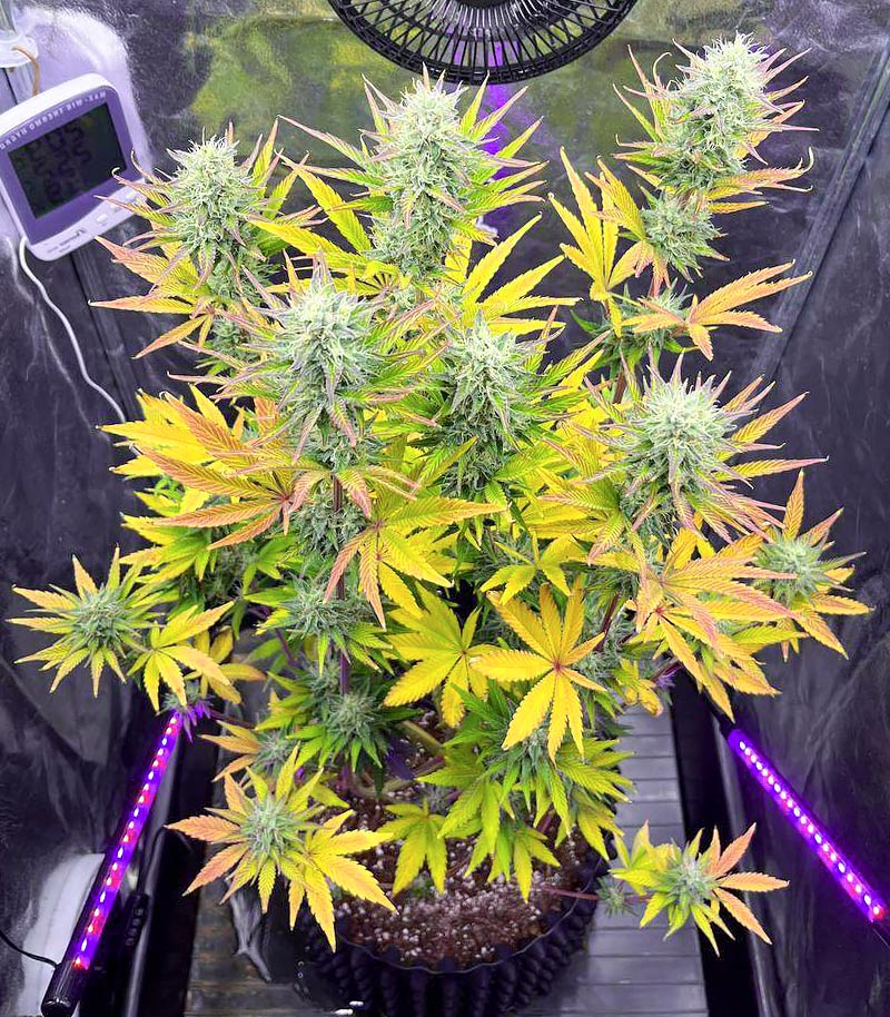 Roślina odmiany Tropicana Cookies Fast Flowering – zdjęcie 5
