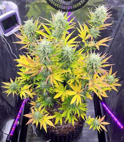 Roślina odmiany Tropicana Cookies Fast Flowering – zdjęcie 5