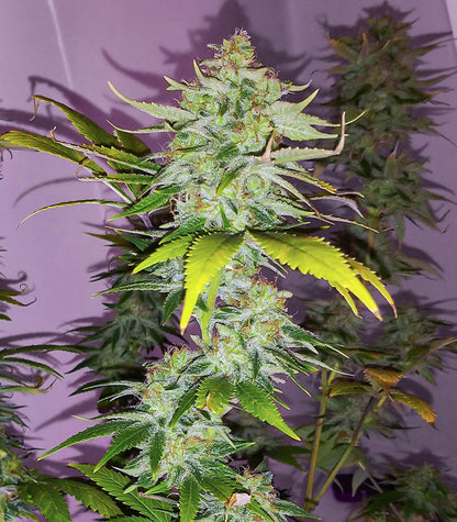 Roślina odmiany WiFi Kush – zdjęcie 4