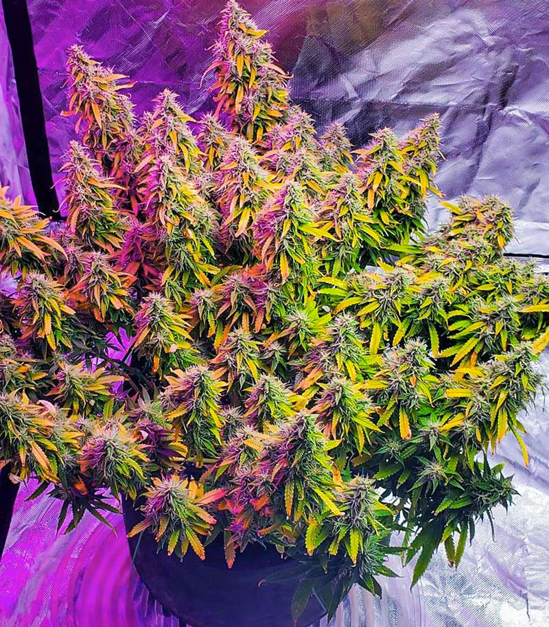Roślina odmiany Gelato Glue Autoflower – zdjęcie 3