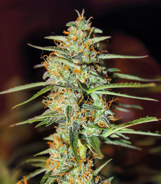 Roślina odmiany Acid Rain Autoflower – zdjęcie 3