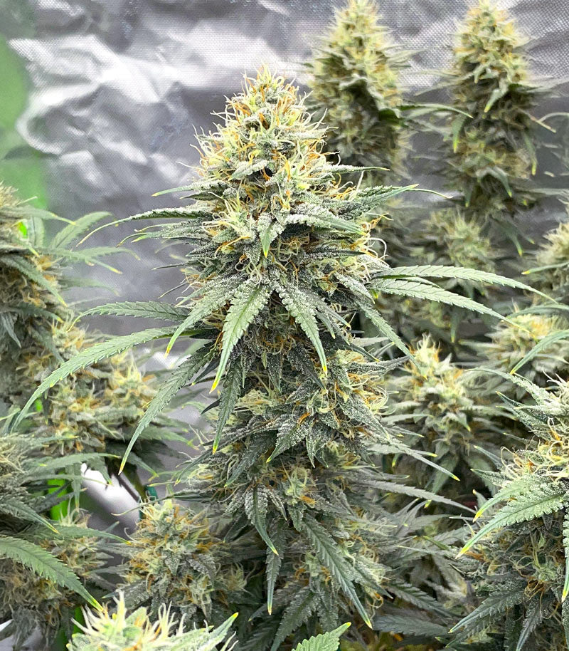 Roślina odmiany Durban Poison Autoflower – Humboldt Seed Company – zdjęcie 5
