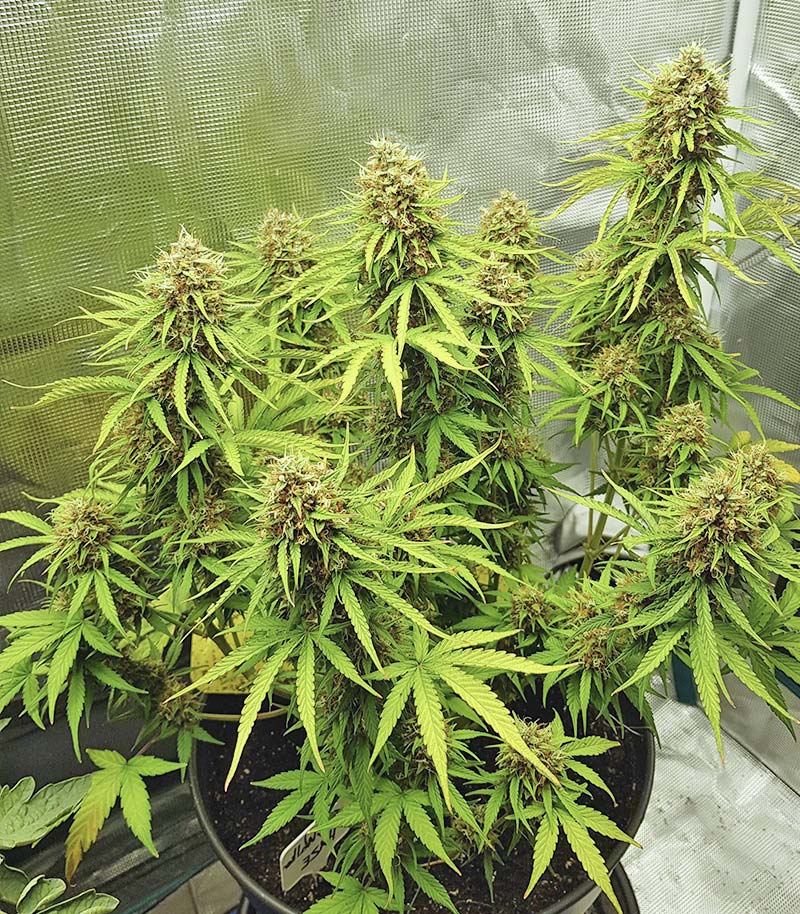 Roślina odmiany Skywalker Haze – zdjęcie 18