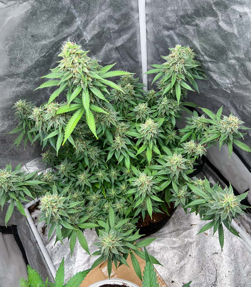 Roślina odmiany Gorilla Cookies Fast Flowering – zdjęcie 8