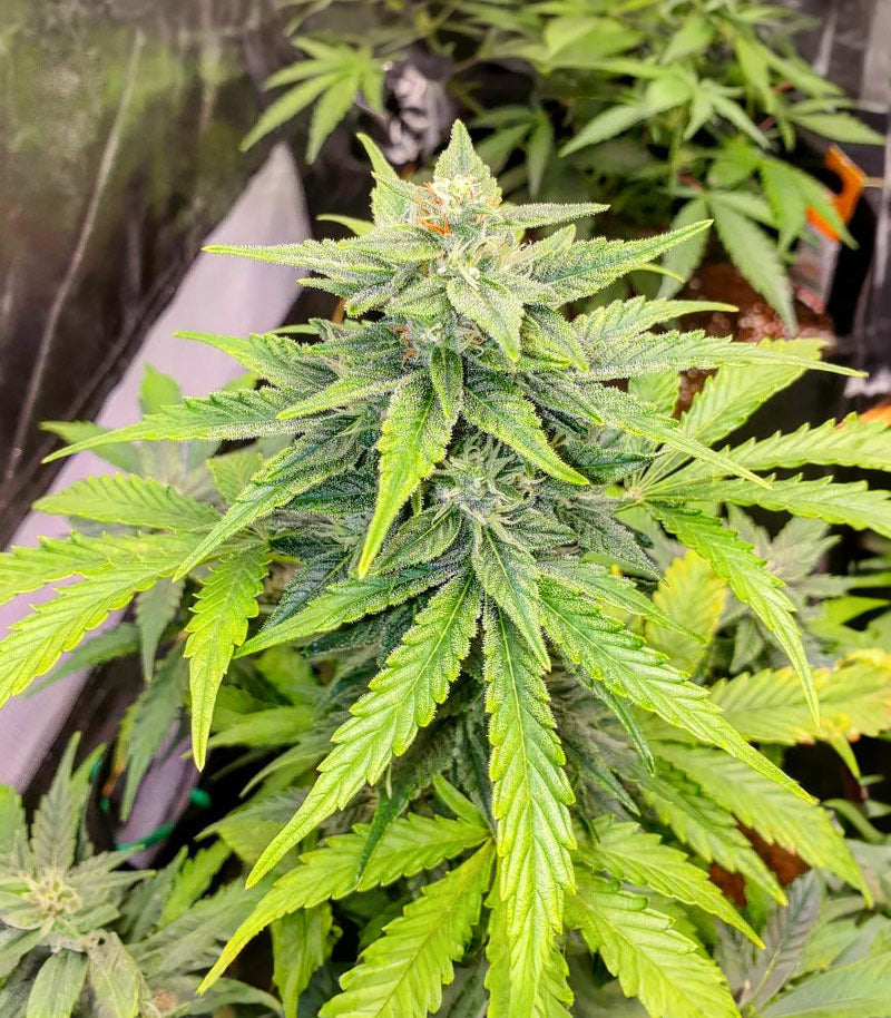 Roślina odmiany Purple Punch × Lemon Drizzle – zdjęcie 4