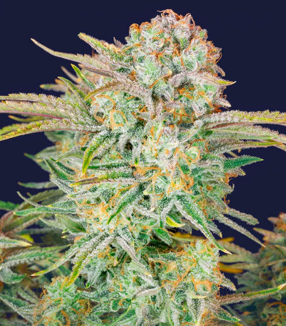 Roślina odmiany Bruce Banner Auto – Fast Buds – zdjęcie 6