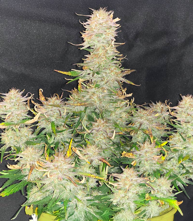 Roślina odmiany Chemdog Fast Version – Seedkeepers – zdjęcie 10