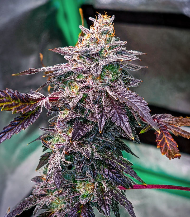 Roślina odmiany Bubba Kush – zdjęcie 3