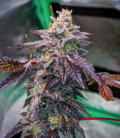 Roślina odmiany Bubba Kush – zdjęcie 3