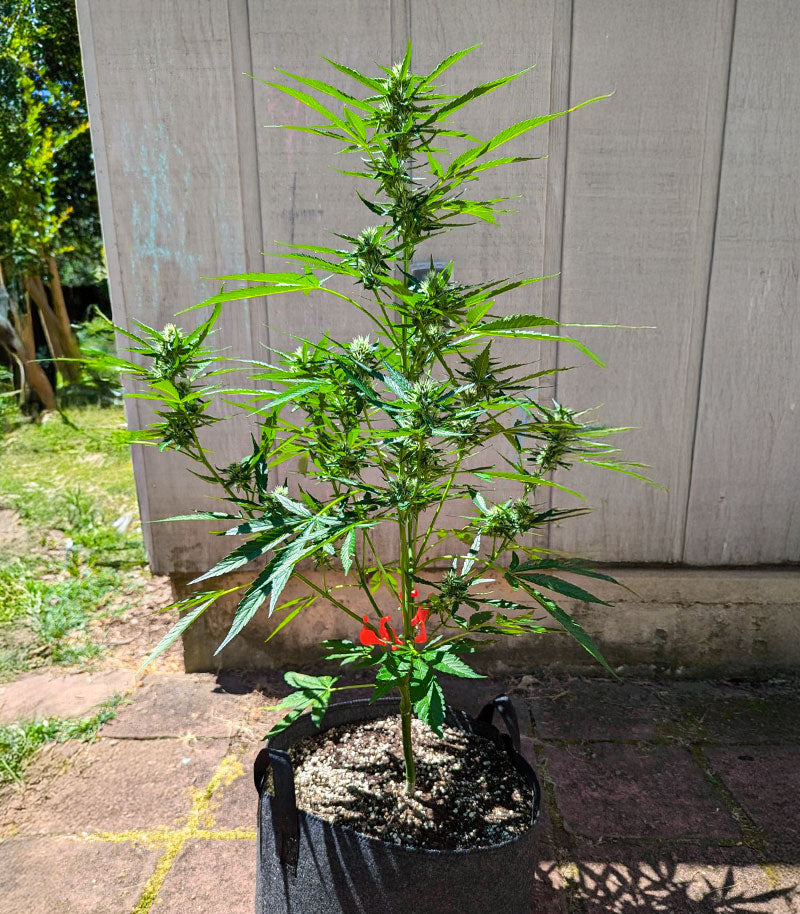 Roślina odmiany OG Kush Autoflower – zdjęcie 7
