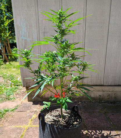 Roślina odmiany OG Kush Autoflower – zdjęcie 7