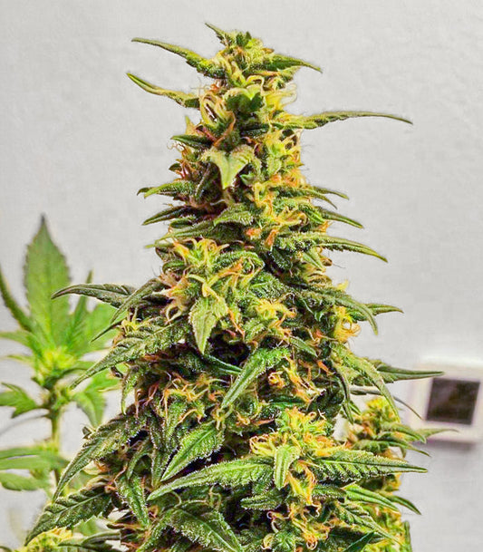 Roślina odmiany Kosher Kush 66 Autoflower – zdjęcie 3