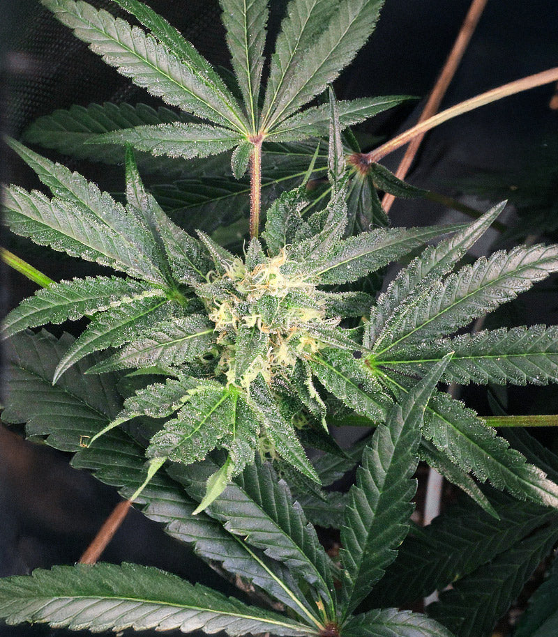 Roślina odmiany Keep Frosted Guava Autoflower – zdjęcie 3