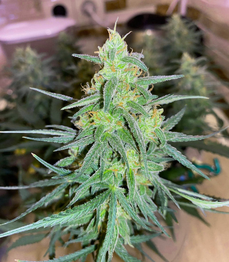 Roślina odmiany Vanilla Latte Autoflower – zdjęcie 3