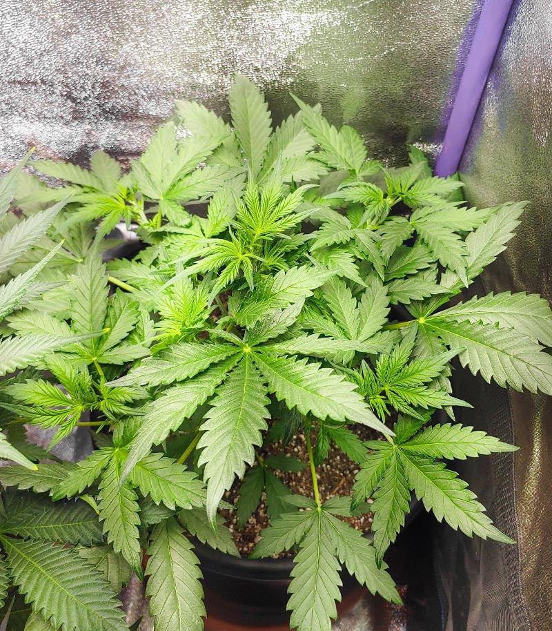 Roślina odmiany Grandmommy Purple Auto – zdjęcie 3