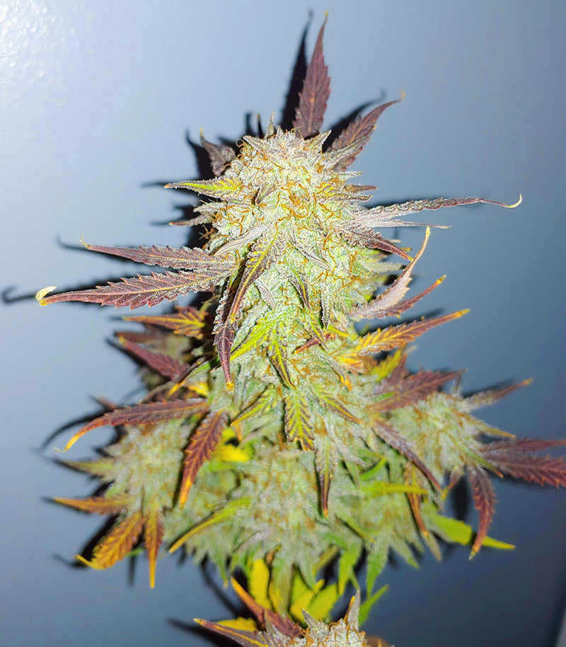Roślina odmiany Grandmommy Purple Auto – zdjęcie 4