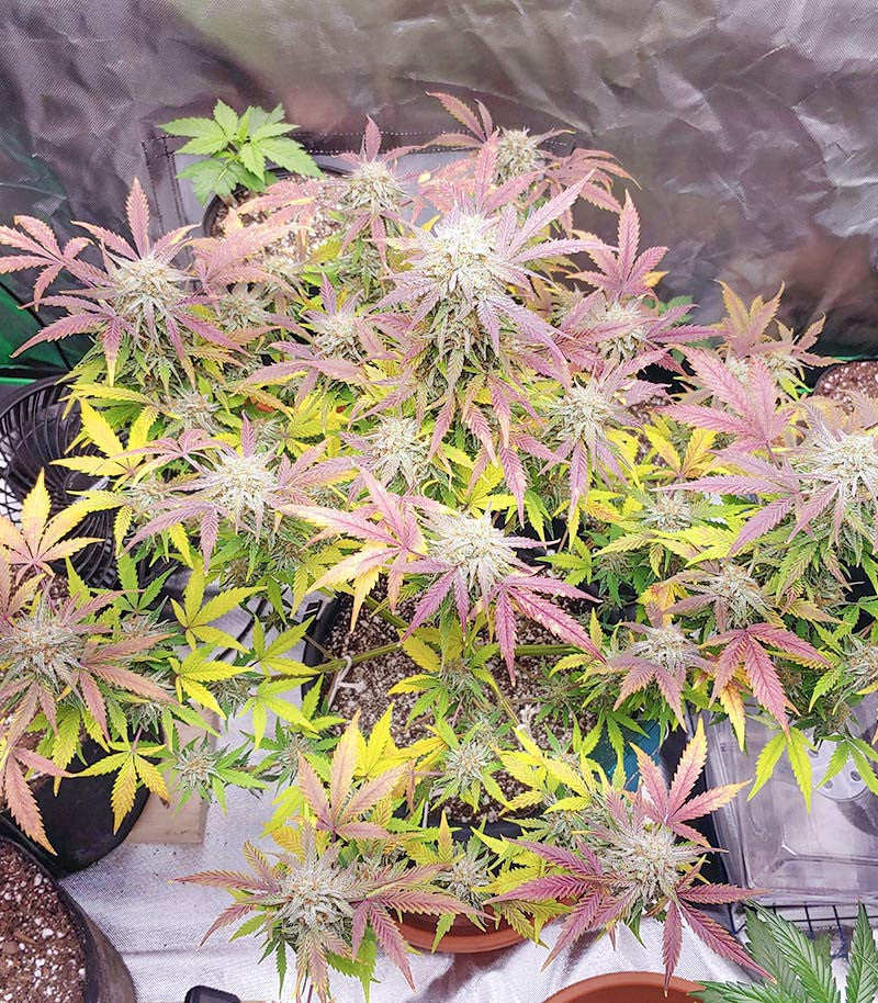 Roślina odmiany Grandmommy Purple Auto – zdjęcie 5