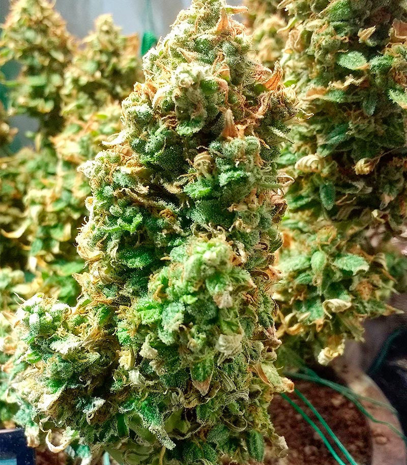 Roślina odmiany Green Crack Auto – zdjęcie 14