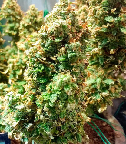 Roślina odmiany Green Crack Auto – zdjęcie 14