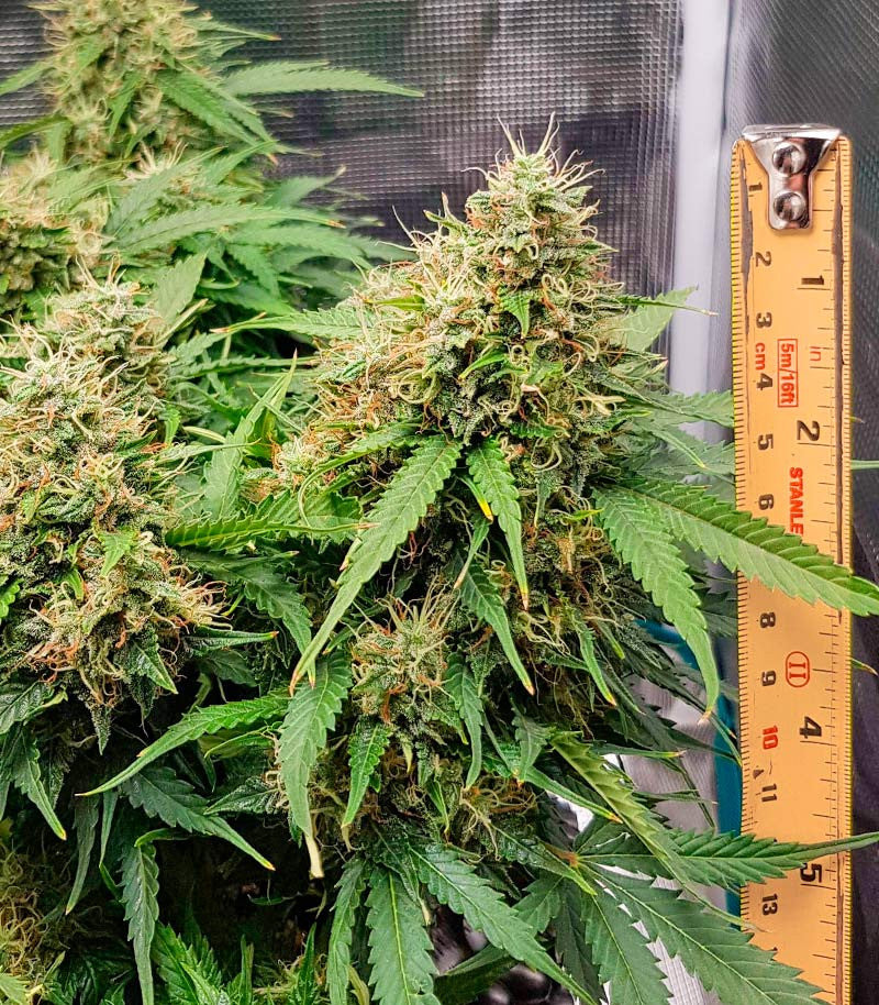 Roślina odmiany Green Crack Auto – zdjęcie 9