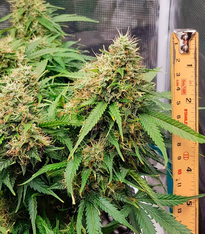 Roślina odmiany Green Crack Auto – zdjęcie 9