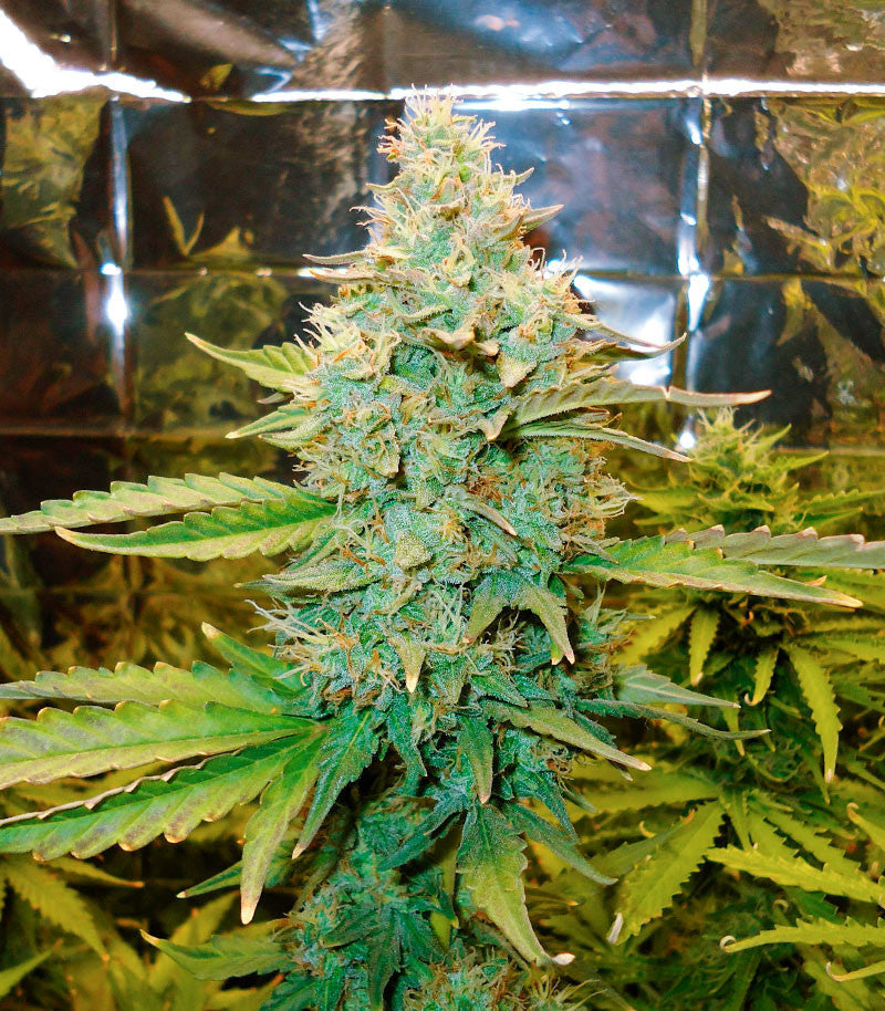 Roślina odmiany Green Crack Auto – zdjęcie 13