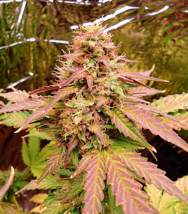 Roślina odmiany Green Crack Auto – zdjęcie 6