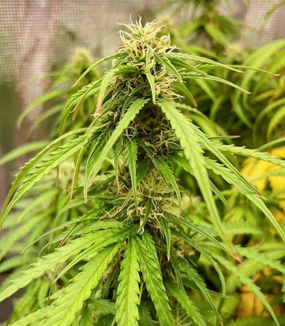 Roślina odmiany Green Crack Auto – zdjęcie 12