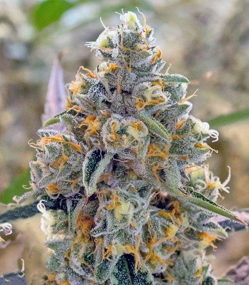 Roślina odmiany Liberty Haze – zdjęcie 3