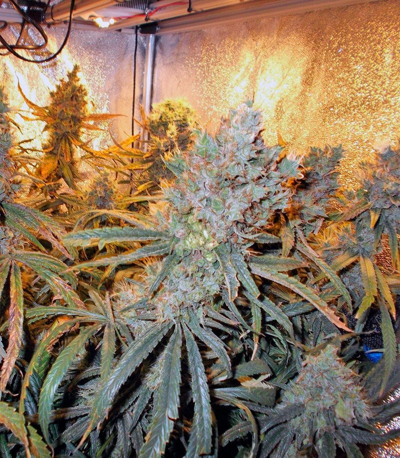 Roślina odmiany Liberty Haze – zdjęcie 4