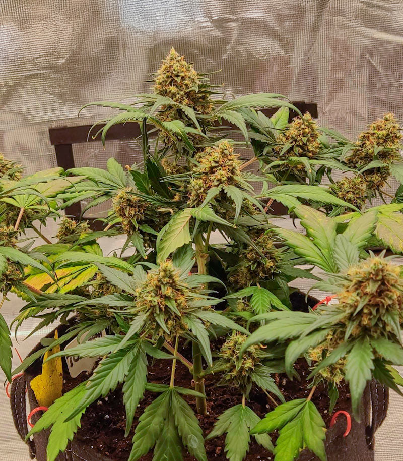 Roślina odmiany Orange Apricot Glue XL Auto – zdjęcie 4