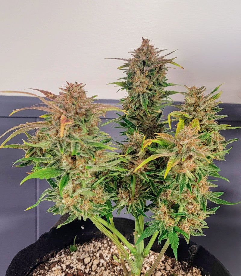 Roślina odmiany Orange Apricot Glue XL Auto – zdjęcie 5