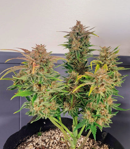 Roślina odmiany Orange Apricot Glue XL Auto – zdjęcie 5
