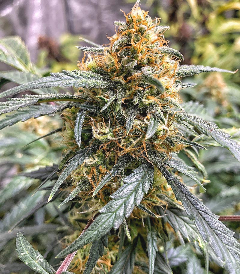 Roślina odmiany Original Auto Northern Lights – zdjęcie 4