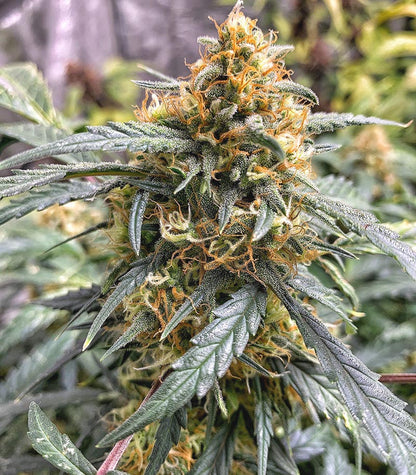 Roślina odmiany Original Auto Northern Lights – zdjęcie 4