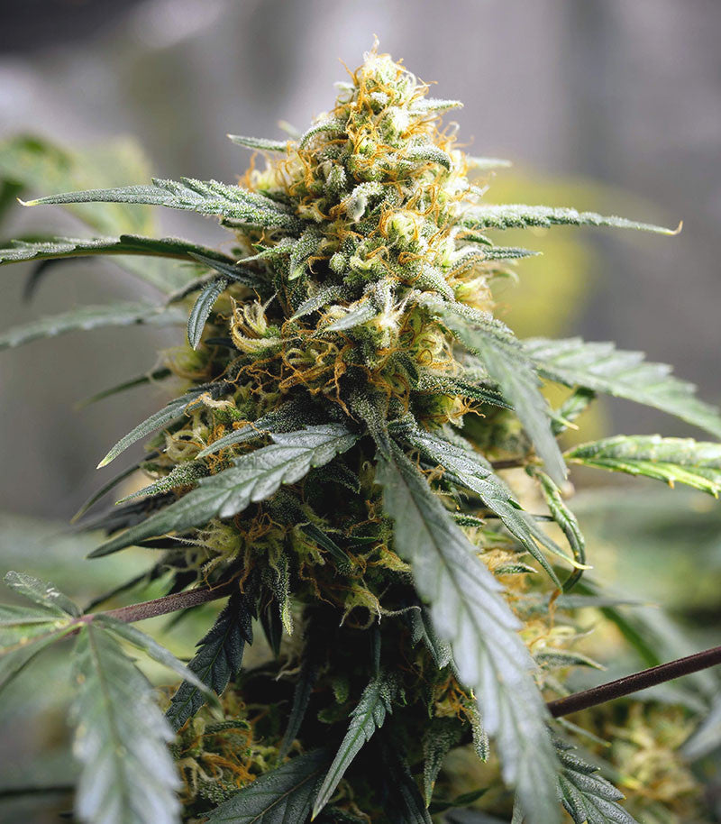 Roślina odmiany Original Auto Northern Lights – zdjęcie 5