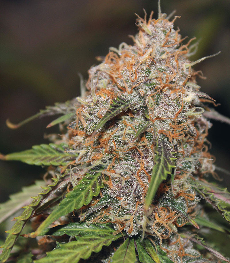 Roślina odmiany Original Auto Northern Lights – zdjęcie 7