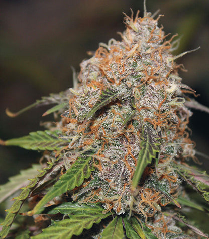 Roślina odmiany Original Auto Northern Lights – zdjęcie 7