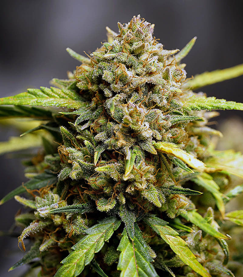 Roślina odmiany Original Auto Northern Lights – zdjęcie 6
