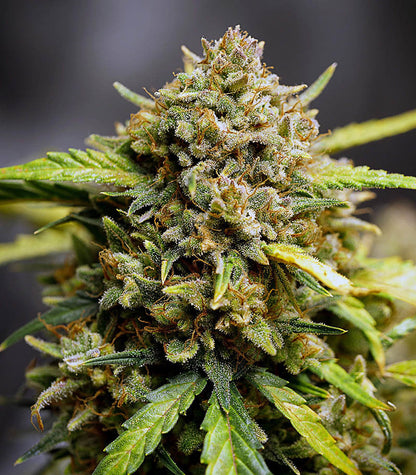 Roślina odmiany Original Auto Northern Lights – zdjęcie 6