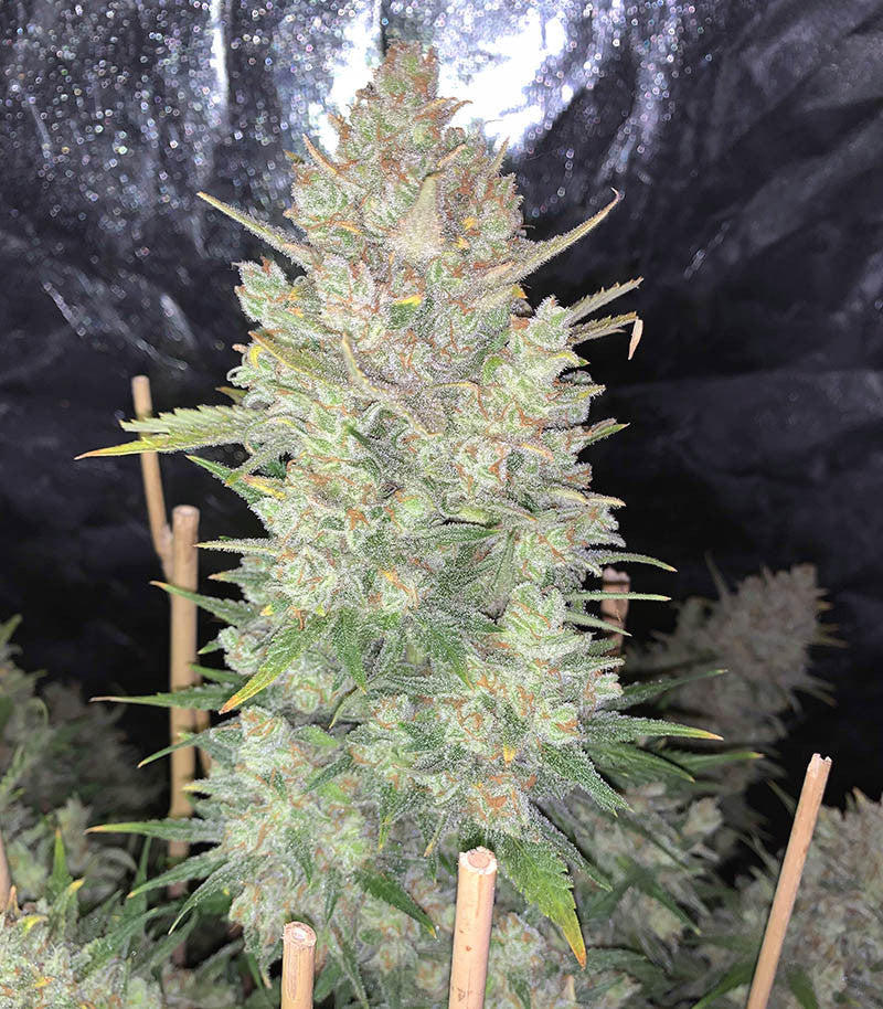 Roślina odmiany Original Auto OG Kush – zdjęcie 3