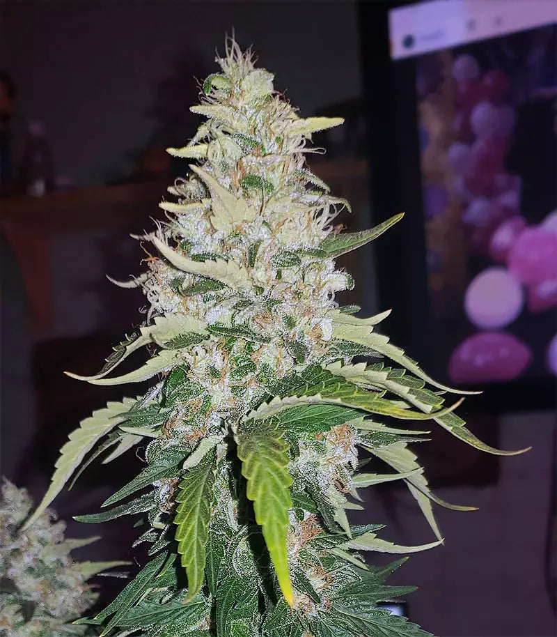 Roślina odmiany Acapulco Gold – zdjęcie 7