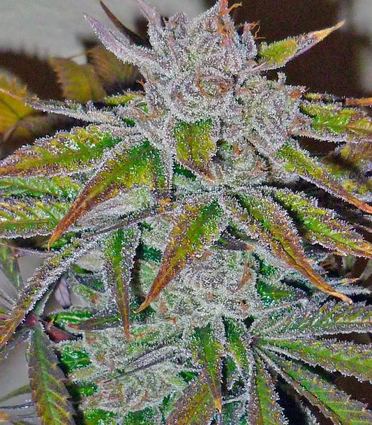 Roślina odmiany Acapulco Gold – zdjęcie 3