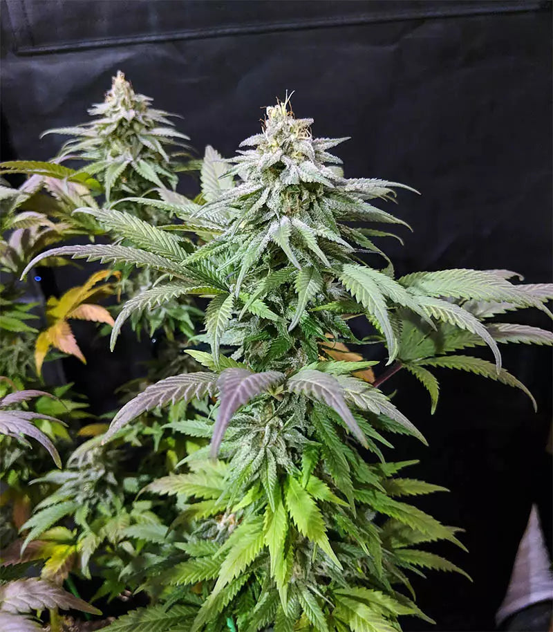 Roślina odmiany Acapulco Gold – zdjęcie 4
