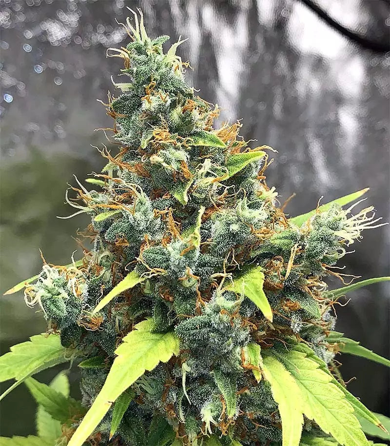 Roślina odmiany Acapulco Gold – zdjęcie 5