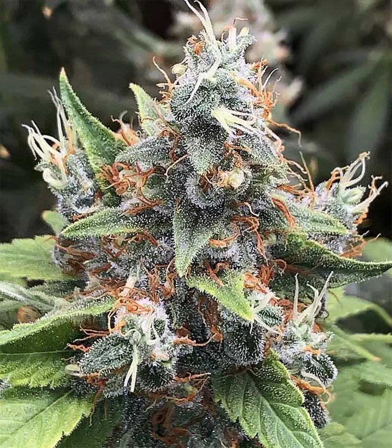 Roślina odmiany Acapulco Gold – zdjęcie 6