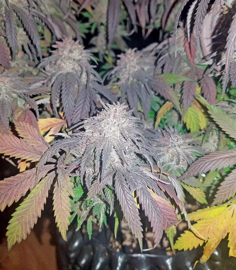 Roślina odmiany Amherst Sour Diesel – zdjęcie 3