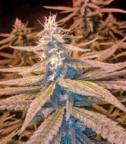 Roślina odmiany Amherst Sour Diesel – zdjęcie 4