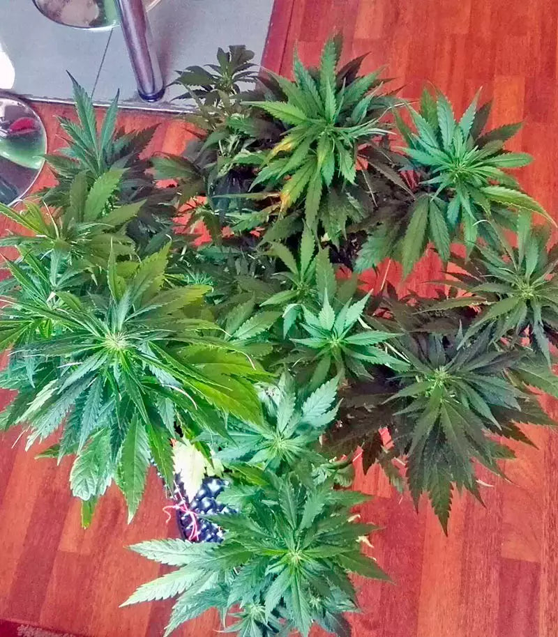 Roślina odmiany Amherst Sour Diesel – zdjęcie 5